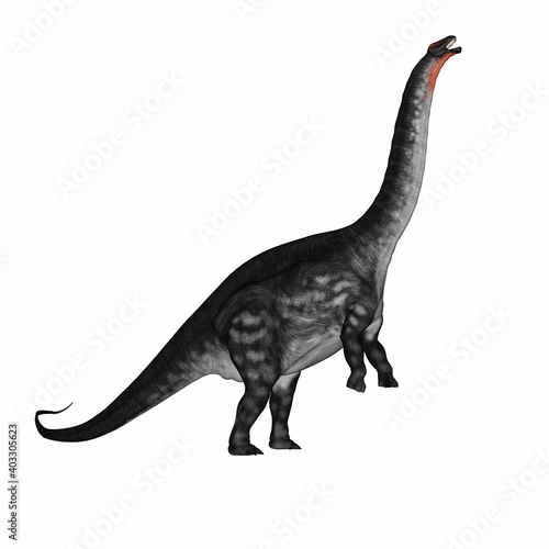 Apatosaurus dinosaur standing up isolated in white background - 3D render © Elenarts