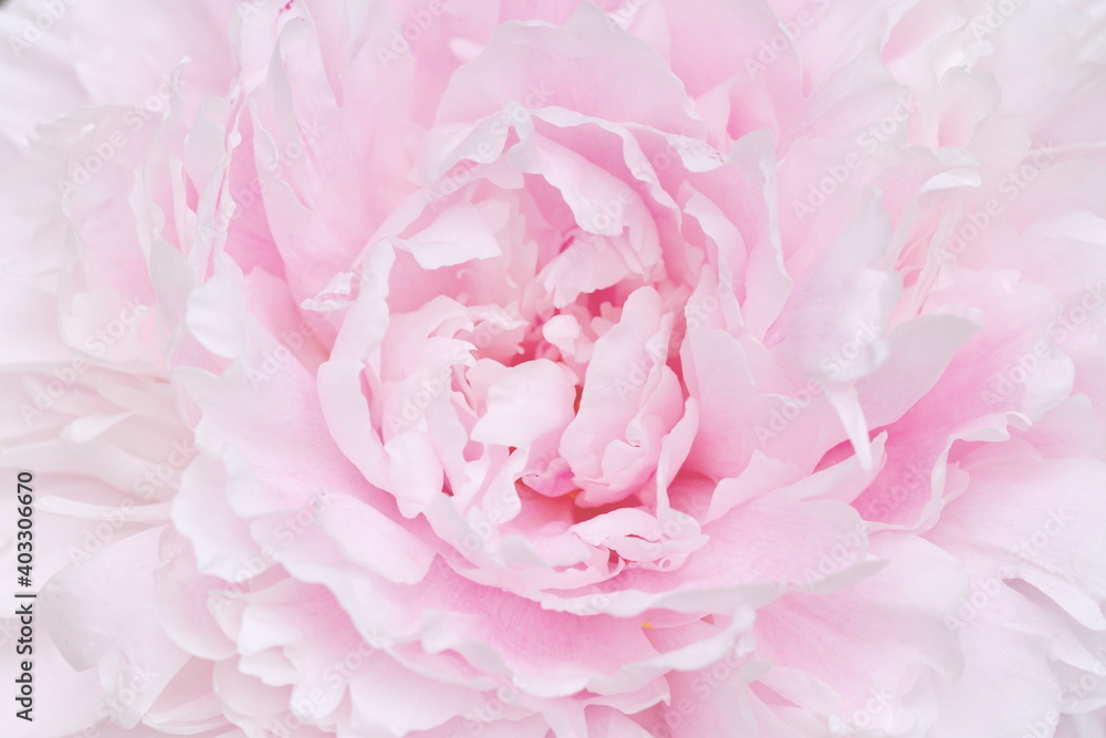A closeup photograph of a pink Peony flower in natural light