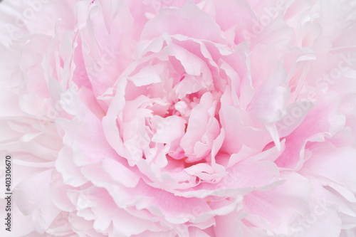 Fototapeta Naklejka Na Ścianę i Meble -  A closeup photograph of a pink Peony flower in natural light