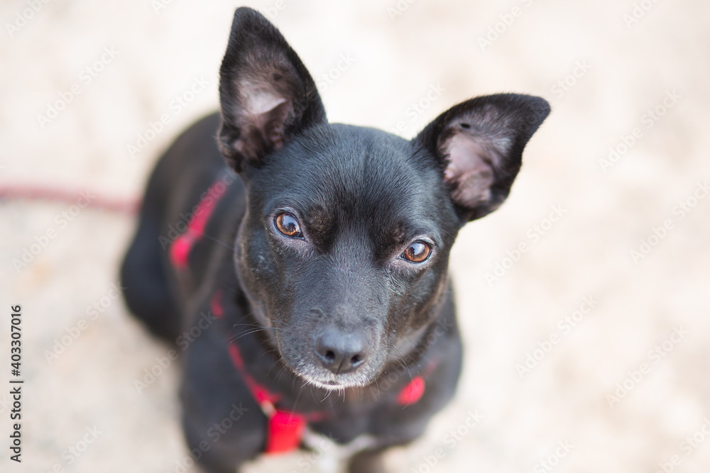 small black dogs looks cute