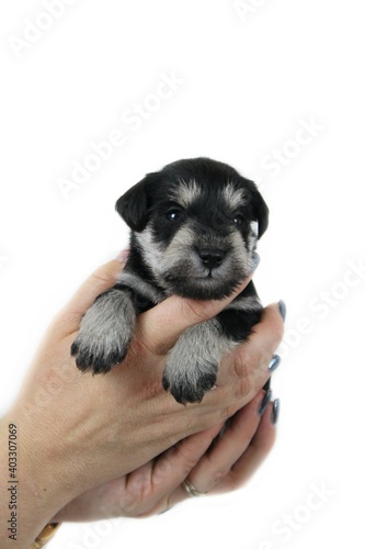 puppy schnauzer miniature in hand