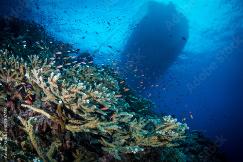 Fish swimming above coral reef below 