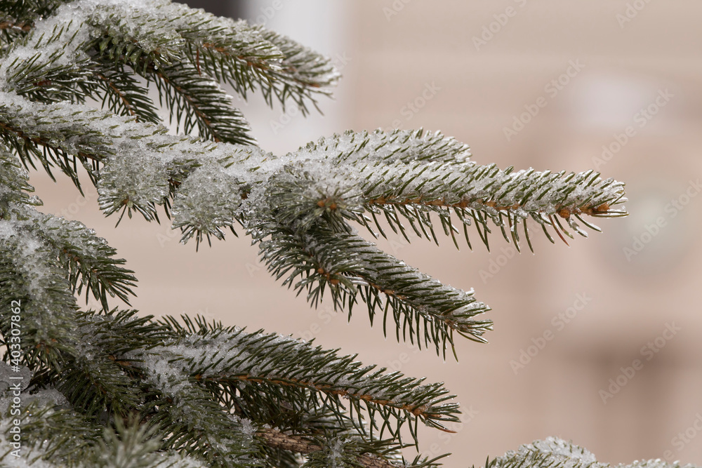 Snow covered branches of a pine tree