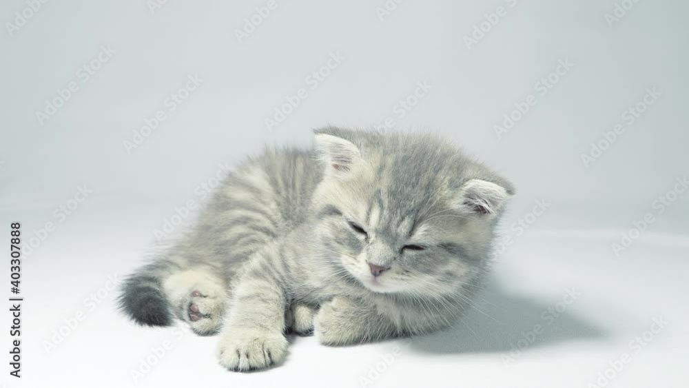 Funny little gray fold scottish kitten kitty playing on a white background.