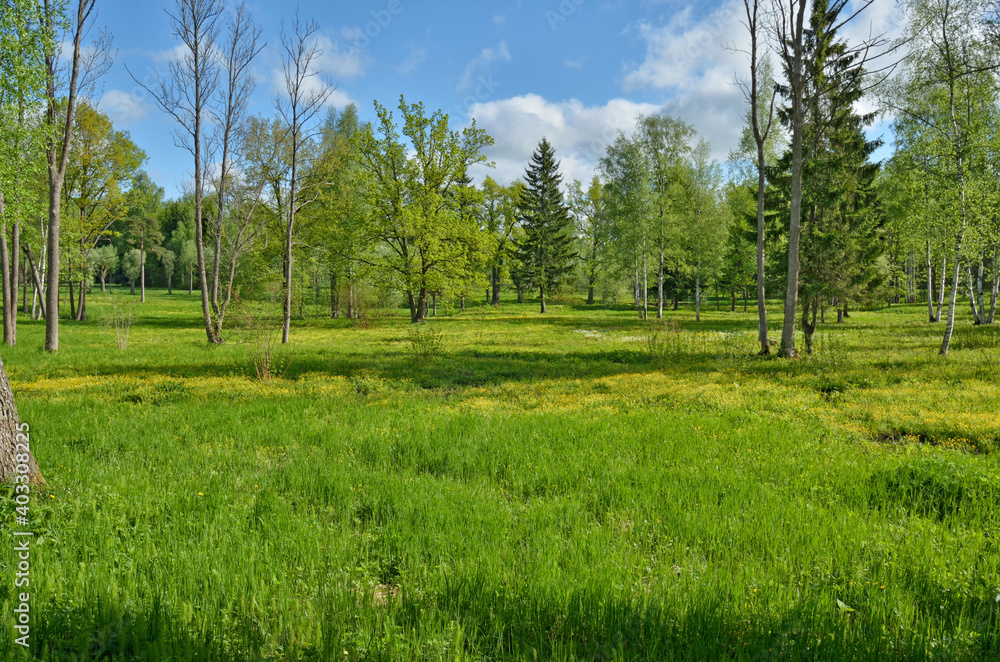 A large clearing in the forest.