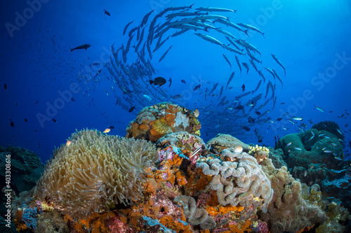 Chevron Barracuda swimming above pristine coral reef in Papua New Guinea