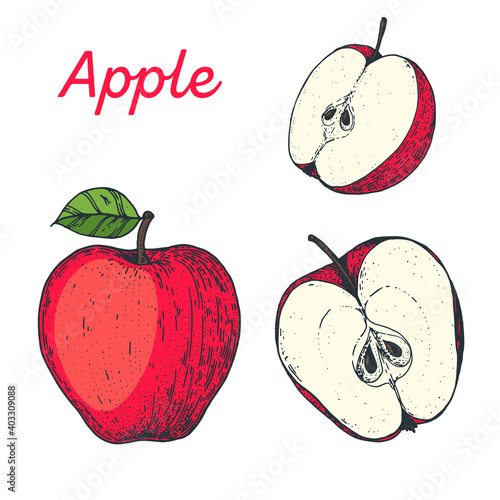 Apple hand drawn vector illustration. Apple slice. Vector illustration.