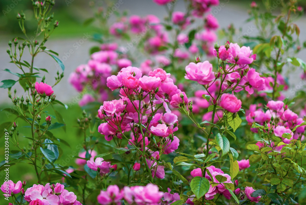 Deep pink Angela roses blooming in the garden, overall view. Modern shrubrose by Kordes flowers abundantly all season long Deep pink Angela roses blooming in the garden, overall view. Modern shrubrose by Kordes flowers abundantly all season long