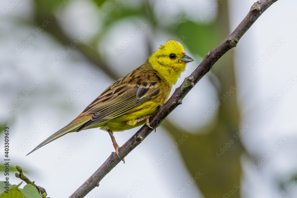 Goldammer (Emberiza citrinella) Männchen