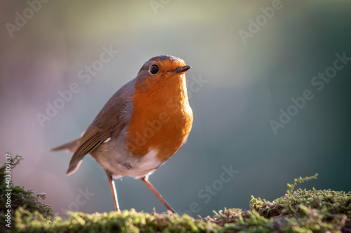 A robin is perched on a mossy log. © iabegega