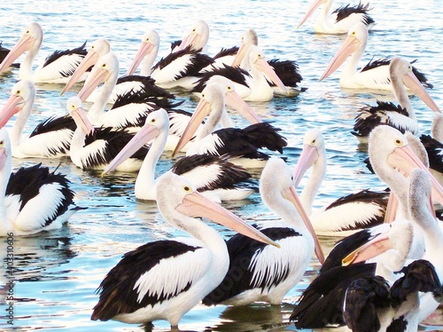 Pelican - flock of  Australian Pelicans, a black and white pelican bird the pelican family (Pelecanus onocrotalus) found in Australia, fiji and New Guinea and pacific islands - stock photo photograph