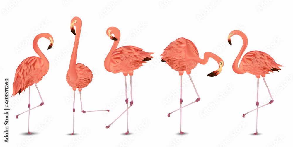 Obraz premium Flamingo pink on white background. Exotic Bird Flamingo. Realistic vector illustration.