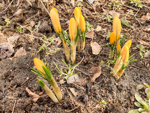 Yellow crocuses in a forest glade. Through the dry grass sprouts new young grass.first spring flowers.Scenic view of blooming crocuses growing in spring garden. crocus blossom