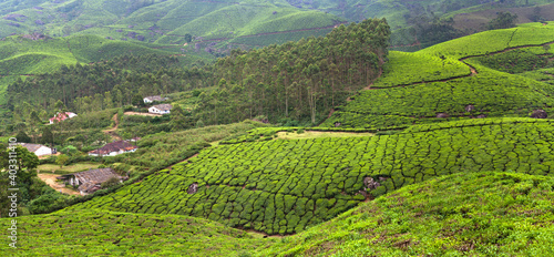 Panoramic view of tea plantations in Munnar, Western Ghats range of mountains, Kerala state, South India