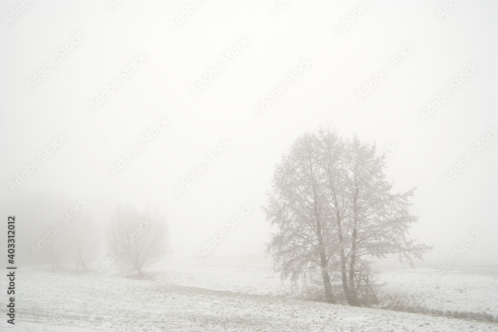 Fototapeta premium Trees in Winter Landscape