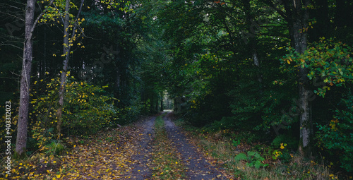 Autumn leaves in the park