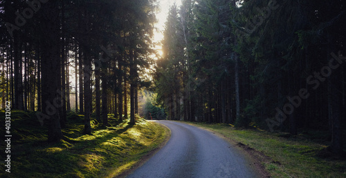 Morning in the forest