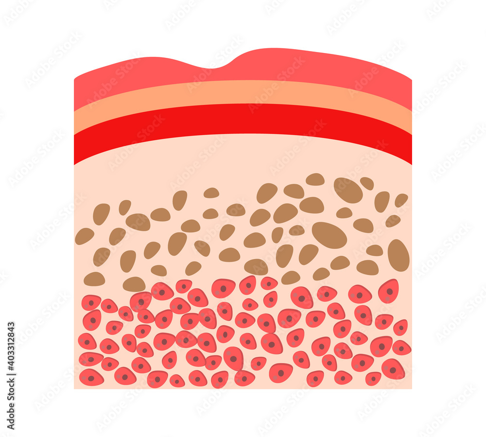 Human Skin Structure Icon Vector For Medical Banner Web App