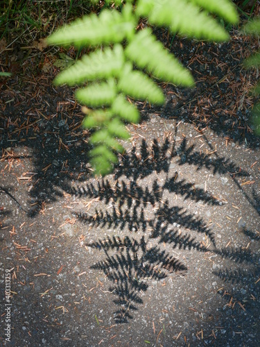 fern on the ground