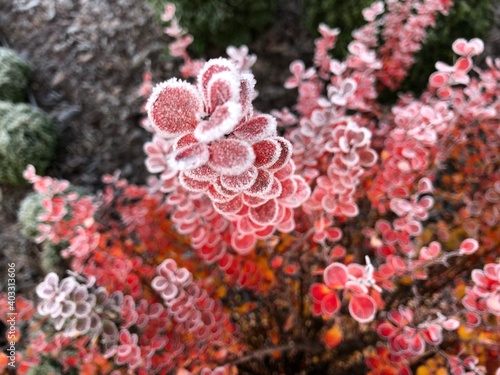 flowers in the garden