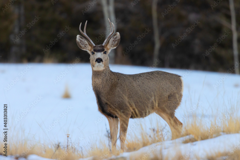 Mule Deer at Sunrise Mule Deer at Sunrise