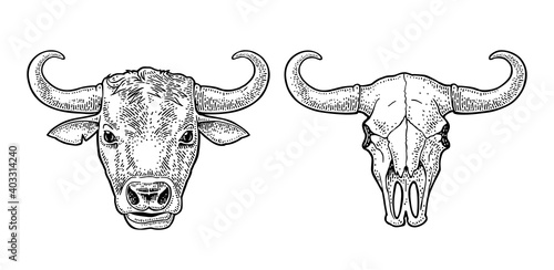 Bull head and skull. Vintage black vector engraving illustration