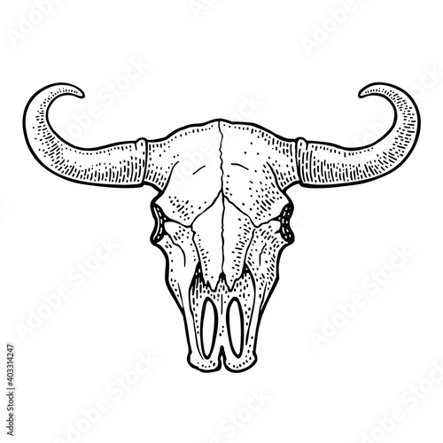 Bull skull with horns. Vintage black vector engraving illustration