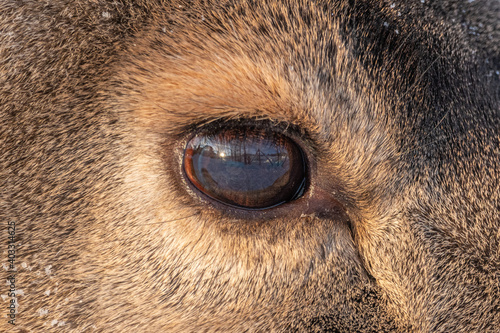 Close up shot of a mule deers deer eye. Reflection in eyes, detailed fur and coat with face.  photo