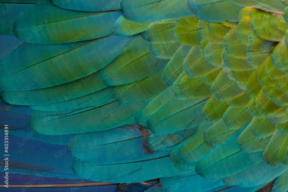 Obraz premium blue and yellow macaw feathers