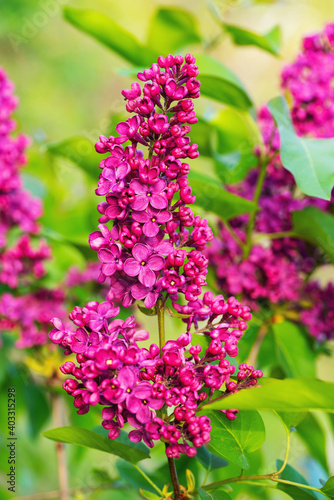 Saturated color lilac close up in the garden