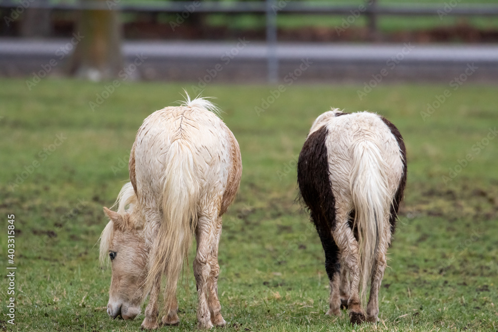 Obraz premium Horse Buts in the Rain, Muddy Horse Butts
