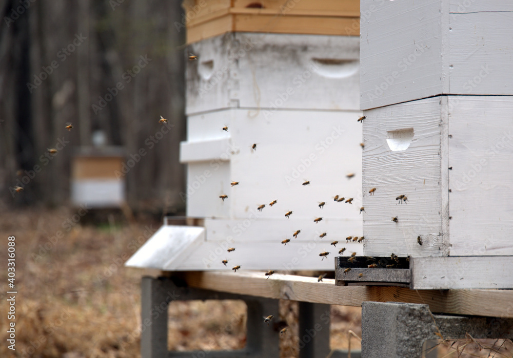 Honey bees doing orientation flights out side of an active hive in an apiary located in central North Carolina. Honey bees doing orientation flights out side of an active hive in an apiary located in central North Carolina.