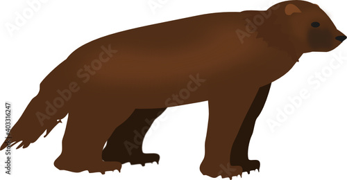 standing brown wolverine