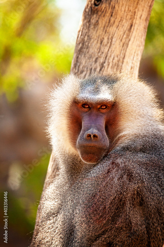 Closeup of a male Hamadryas baboon looking at the camera