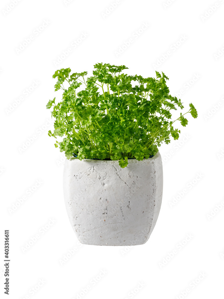Parsley herb in ceramic pot isolated on white Parsley herb in ceramic pot isolated on white