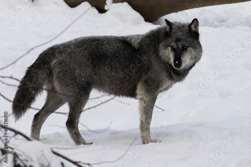 northwestern wolf portrait in winter © Mircea Costina