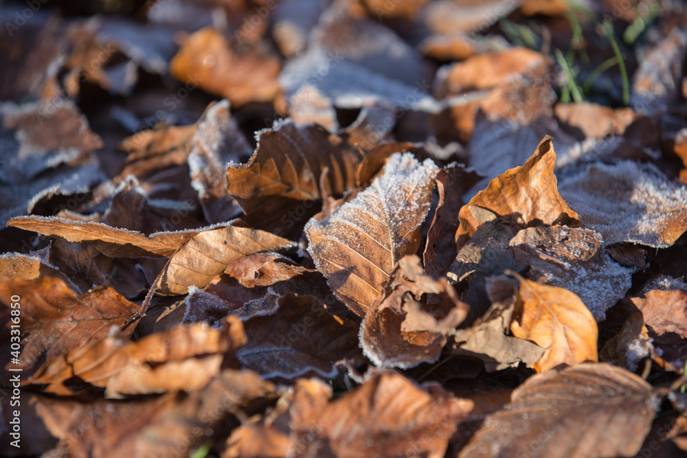 Winter landscape and beauty of nature: Autumnal leaves of a beech tree covered with brumal hoarfrost Winter landscape and beauty of nature: Autumnal leaves of a beech tree covered with brumal hoarfrost