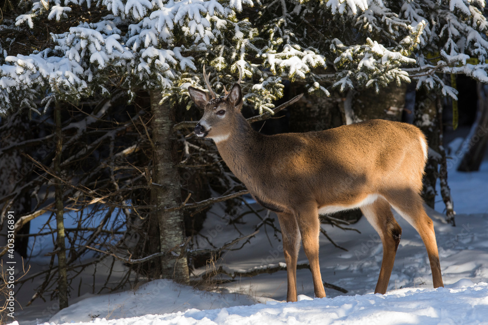 white tailed deer in winter white tailed deer in winter