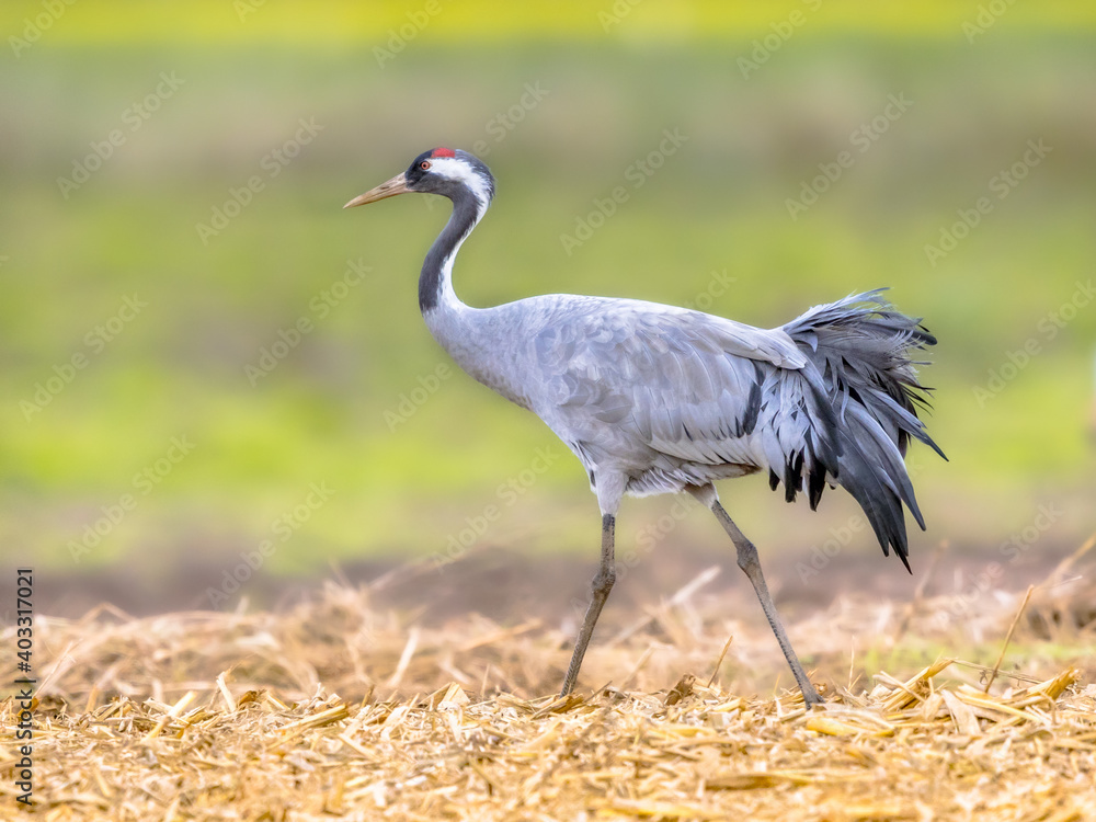 Fototapeta premium Common crane walking in agricultural field