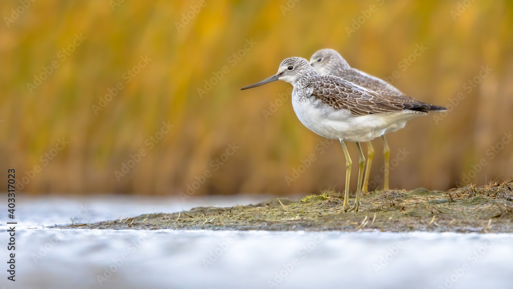 Common greenshank walking in shallow coastal water of Waddensea. Common greenshank walking in shallow coastal water of Waddensea.