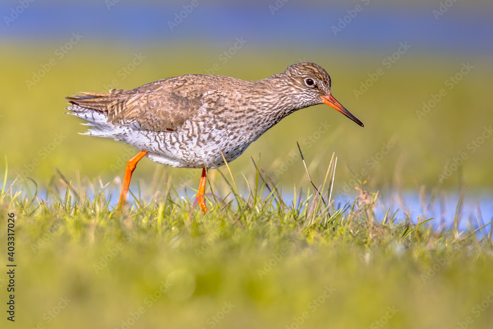 Common redshank wader bird in wetland Common redshank wader bird in wetland