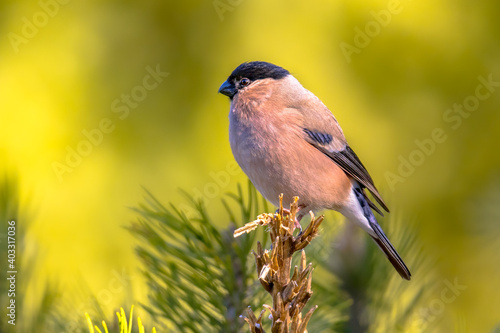 Tablou canvas Eurasian bullfinch perched on branch in forest habitat