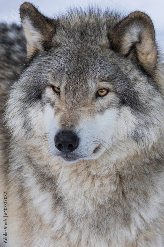 northwestern wolf portrait in winter