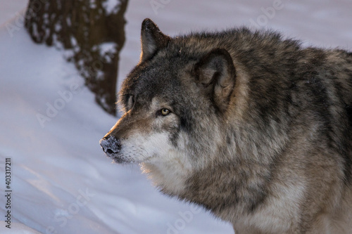 northwestern wolf portrait in winter