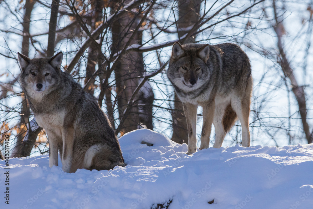Naklejka premium coyote (Canis latrans) in winter