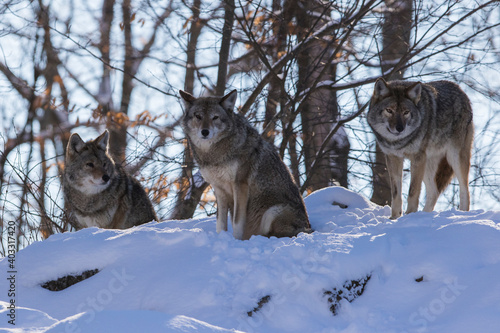 coyote  Canis latrans  in winter