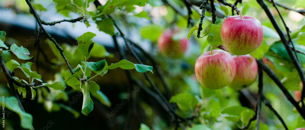 Fototapeta premium jabłka na drzewie w sadzie