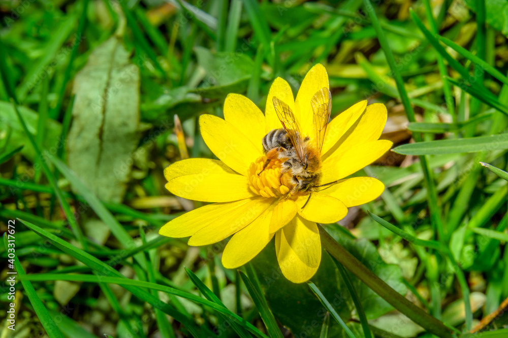 This bee feeding and collecting pollen on a yellow flower. This bee feeding and collecting pollen on a yellow flower.