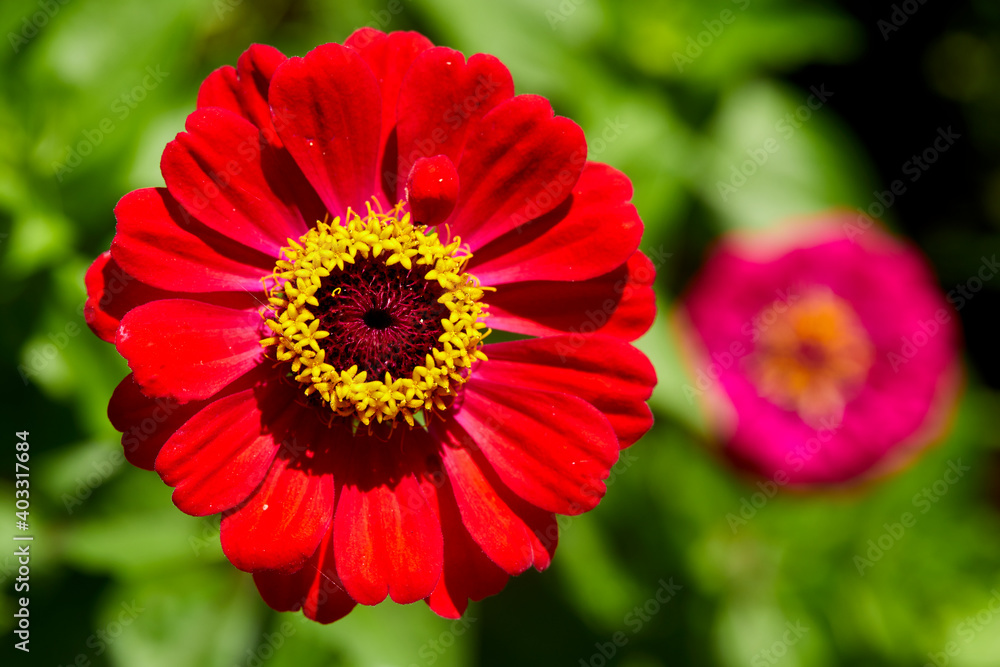 nice flowers in the summer garden nice flowers in the summer garden
