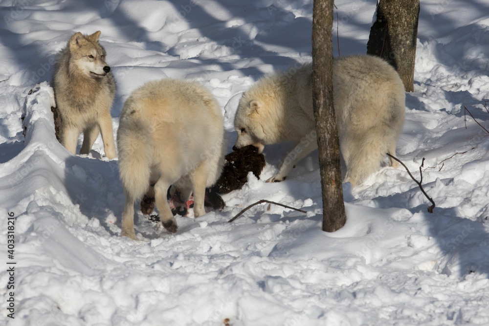 Naklejka premium arctic wolves feeding in winter